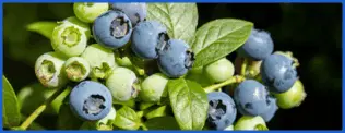 NeuroXen Ingredient