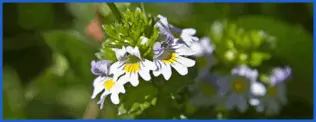 NeuroXen Ingredient